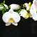 Интерьерная панель "Акватон" Белая Орхидея 695*2070*4 мм