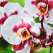 Интерьерная панель "Акватон" Дикая орхидея 695*2070*4 мм